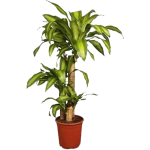 دراسينا ماسنجيانا 3 عود كبير