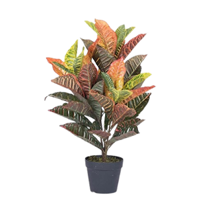 كروتون كبير