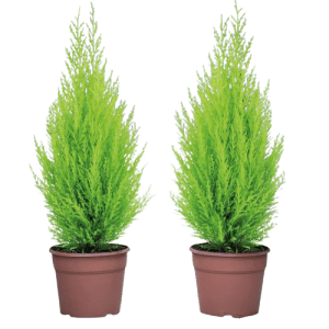 سرو عطري كبير