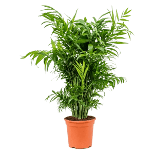 نخيل شاميدوريا كبير