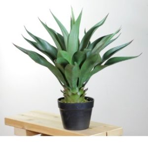 صبار امريكي (اجاف)