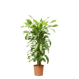 دراسينا صغير