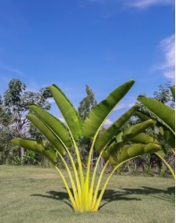 موز كذاب( ريفيناليا)