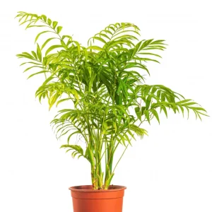 نخيل شاميدوريا صغير