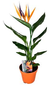 عصفور الجنة